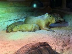 -Zoolung Zoolung动物主题公园(海信广场店)