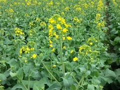 景点-贵阳市花溪国家城市湿地公园