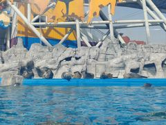 -海合安天津极地海洋公园