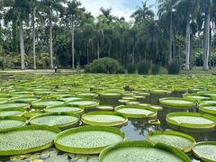 -中国科学院西双版纳热带植物园