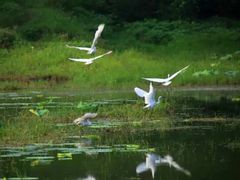 -白塘生态植物园