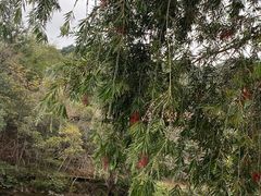 -天台国家森林公园水上茶乡九鹏溪