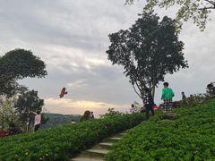 -铁山坪森林公园