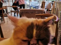 -平行世界·猫咖(首经贸店)