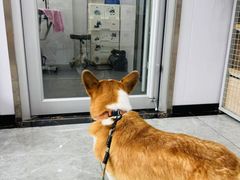-艾贝尔宠物医院·宠保定点·超声绝育·免疫点(樱花路店)