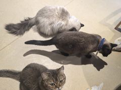 -藏猫猫咖啡主题馆(中央大道店)