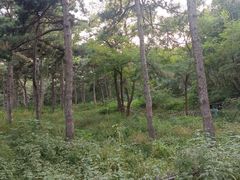 -北京西山国家森林公园