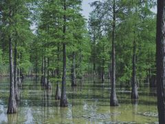 -池杉湖湿地公园