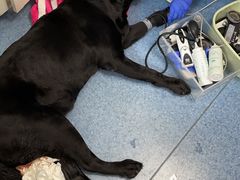 -北京赛佳动物医院