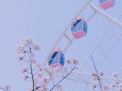-顾村公园