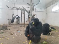 -新疆天山野生动物园