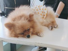 -怪兽屋·羊驼·猫咖·狗咖(俊华广场店)