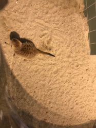 -Moni星球萌宠·小马宝莉·灵蛇·高端高阶全萌宠互动体验俱乐部(红豆国际广场店)