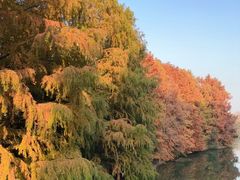 -上海海湾国家森林公园