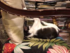 -猫色咖啡·猫咖