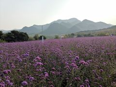 -密云玫瑰情园