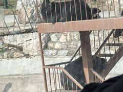 -栾川竹海野生动物园