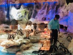 -帝企鹅自助餐厅•儿童岛•真企鹅(长隆企鹅酒店)