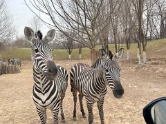 -北京野生动物园