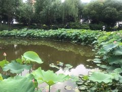 -陈家山荷花公园