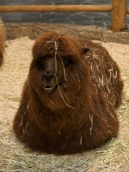 -Zoolung Zoolung动物主题公园(海信广场店)