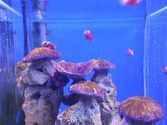 -海合安武汉极地海洋公园