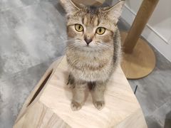-楼上猫咖(罗湖店)