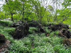 -南京老山国家森林公园