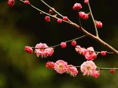 -上海辰山植物园