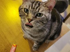 -平行世界·猫咖(首经贸店)