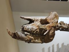 -国家自然博物馆