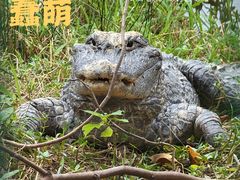 -中国扬子鳄村