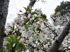 -高东镇樱花园