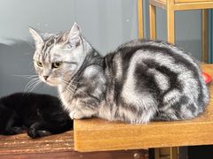 -这儿没有猫·猫咖萌宠馆·撸猫