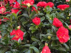 -花鸟鱼虫鲜花绿植市场(玉泉路店)
