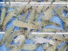 -明记海鲜大排档(巽寮湾店)