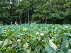 -人民公园-相亲角