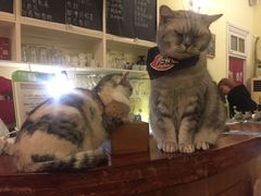 -猫色咖啡·猫咖