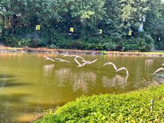 -广州长隆飞鸟乐园