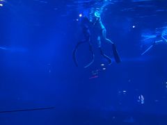 -烟台海昌鲸鲨海洋公园