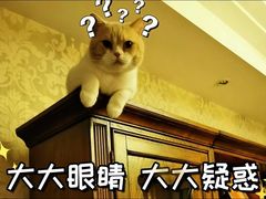 -东方名猫馆·英短金渐层布偶猫舍(环线广场1号楼店)