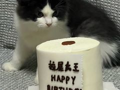 -芒果与甜纯动物奶油蛋糕&甜品台定制