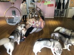 -Husky Go! 哈士奇体验馆·宠物咖啡厅狗咖