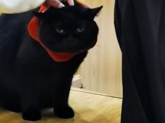 -滚猫咖啡·猫咖·猫友好撸猫(未来城店)