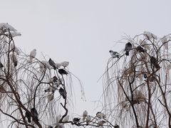 -银树楼(紫玉山庄东区店)