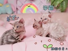 -70cat德文卷毛猫·缅因猫纯种猫舍