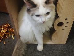 -猫色咖啡·猫咖