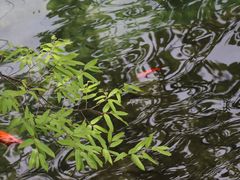 -无染寺