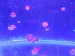 -北戴河圣蓝海洋公园