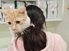 -艾吉宠物医院·疑难杂症转诊中心·猫友好(碧江路院)
